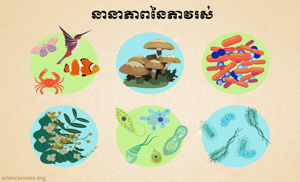 ចំណែកថ្នាក់ និងដើមឈើមែកធាងពូជអម្បូរ